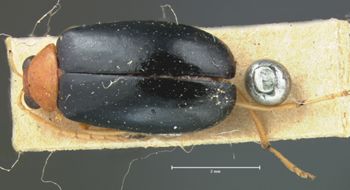 Media type: image; Entomology 18391   Aspect: habitus dorsal view